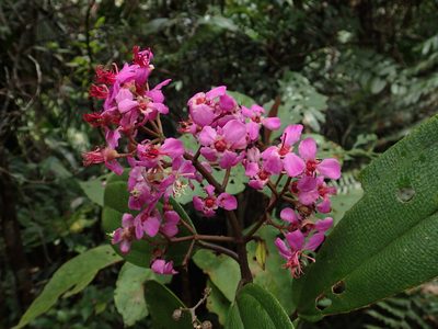 Dichaetanthera cordifolia, photographed by Romer N. Rabarijaona