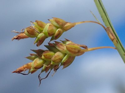 Carex limosa, photographed by Trevor Van Loon
