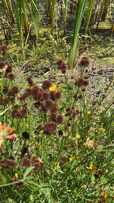 Juncus bolanderi, photographed by Chuck Wilson