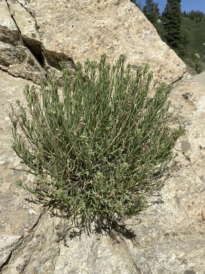Artemisia inaequifolia, photographed by Matt Berger