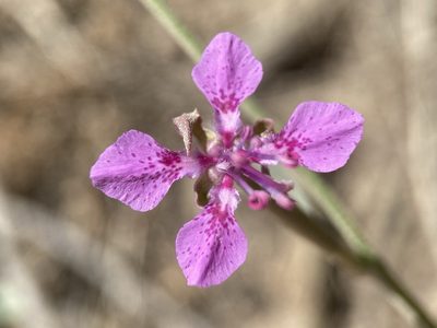Clarkia rhomboidea, photographed by Matt Berger