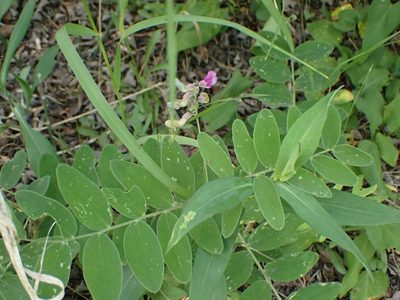 Lathyrus venosus, photographed by Mary Krieger