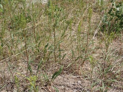 Solidago missouriensis, photographed by Mary Krieger