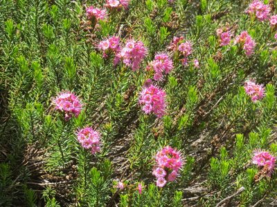 Phyllodoce breweri, photographed by Garth Harwood