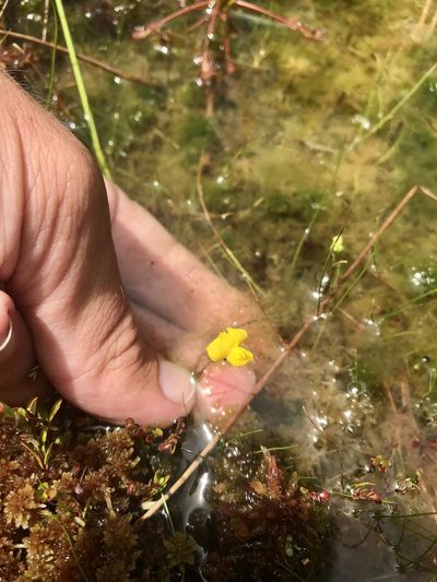 Utricularia geminiscapa, photographed by Chase Mathey
