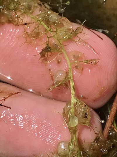Utricularia geminiscapa, photographed by Chase Mathey