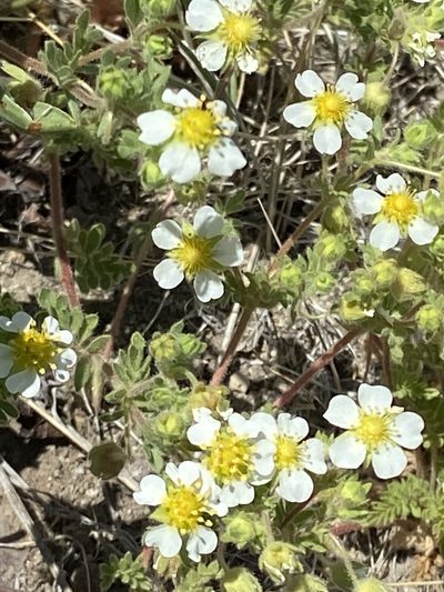 Potentilla newberryi, photographed by Michael O'Loughlin