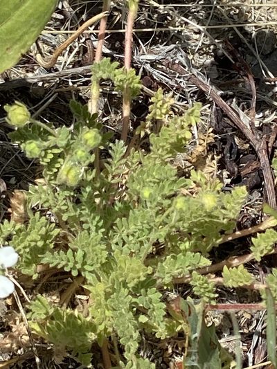 Potentilla newberryi, photographed by Michael O'Loughlin