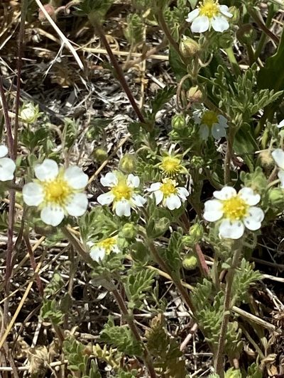 Potentilla newberryi, photographed by Michael O'Loughlin