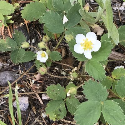 Fragaria cascadensis, photographed by Aaron Liston