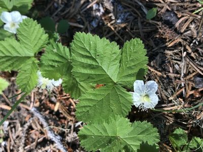 Rubus lasiococcus, photographed by Aaron Liston