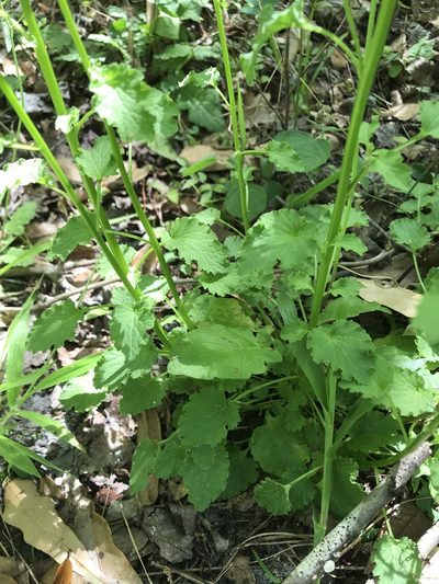 Lobelia homophylla, photographed by Pete Diamond