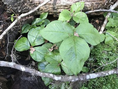 Arisaema acuminatum, photographed by Pete Diamond