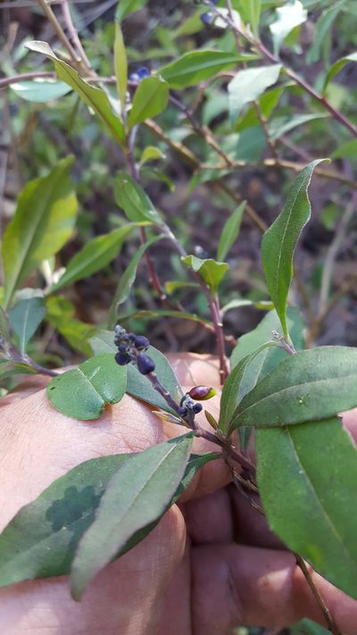 Monnina ciliolata, photographed by Eugenio Padilla