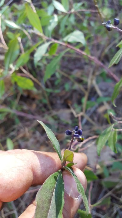 Monnina ciliolata, photographed by Eugenio Padilla