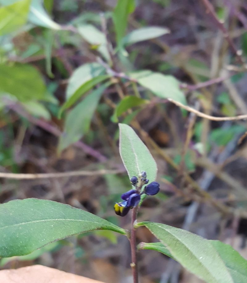 Monnina ciliolata, photographed by Eugenio Padilla