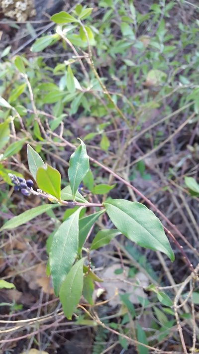 Monnina ciliolata, photographed by Eugenio Padilla