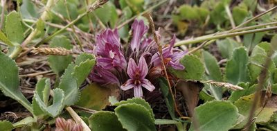 Orobanche californica, photographed by Asher Budnik