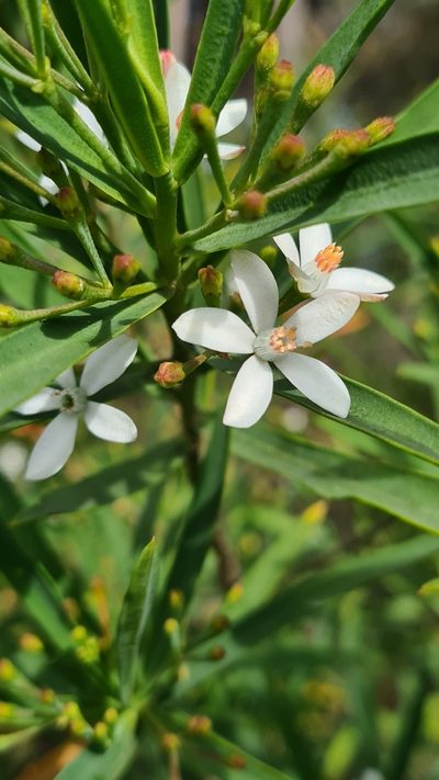 Philotheca myoporoides, photographed by Vale Jenny Conolly