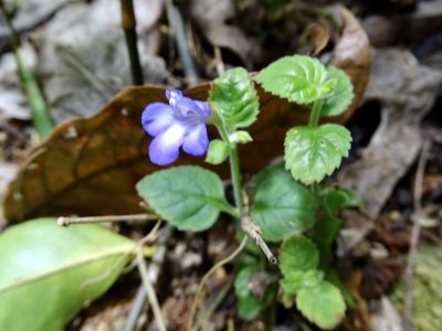 Torenia benthamiana, photographed by Toby Y