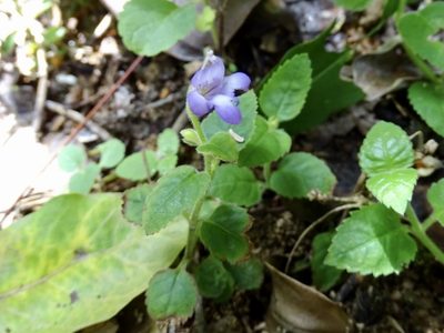 Torenia benthamiana, photographed by Toby Y