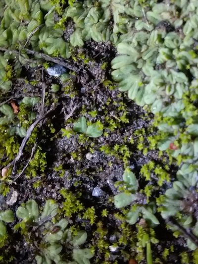 Riccia subbifurca, photographed by insiderelic
