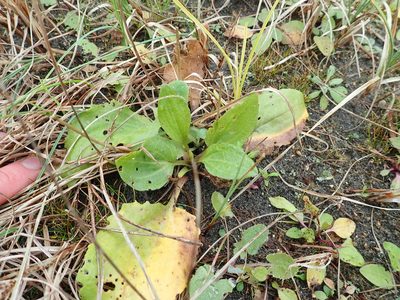 Plantago australis, photographed by Arnim Littek