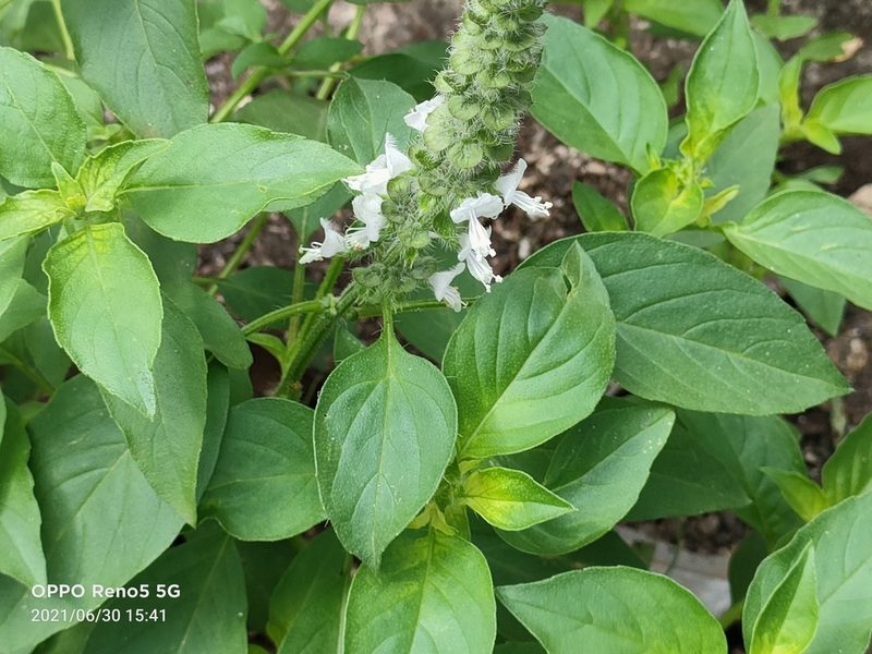 Ocimum basilicum, photographed by Ong Jyh Seng