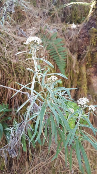 Gnaphaliothamnus salicifolius, photographed by Eugenio Padilla