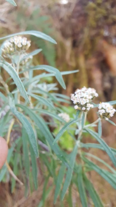 Gnaphaliothamnus salicifolius, photographed by Eugenio Padilla