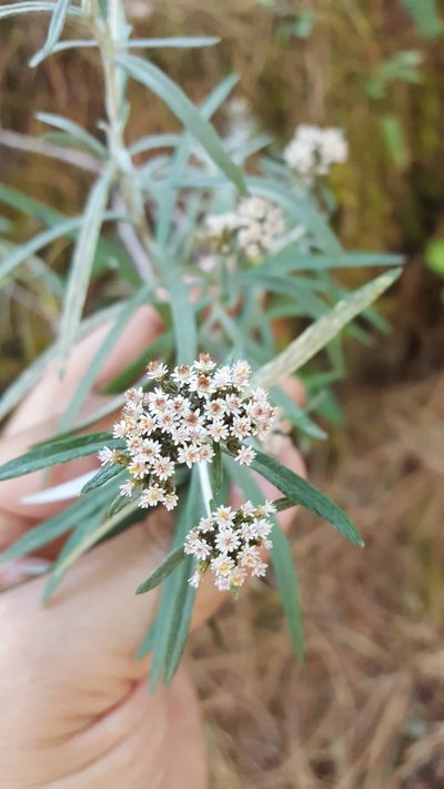 Gnaphaliothamnus salicifolius, photographed by Eugenio Padilla