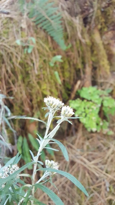 Gnaphaliothamnus salicifolius, photographed by Eugenio Padilla