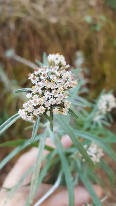 Gnaphaliothamnus salicifolius, photographed by Eugenio Padilla