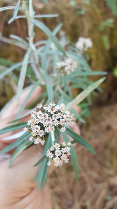 Gnaphaliothamnus salicifolius, photographed by Eugenio Padilla