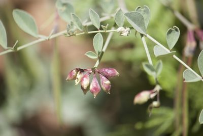 Hosackia crassifolia, photographed by Diego Blanco
