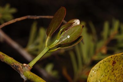 Globimetula mweroensis, photographed by i_c_riddell