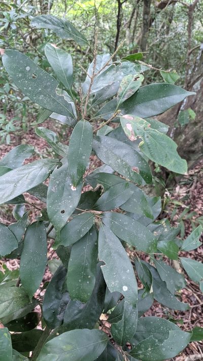 Lithocarpus glaber, photographed by Cheng-Te Hsu