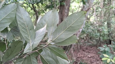 Lithocarpus glaber, photographed by Cheng-Te Hsu
