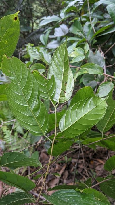 Sageretia randaiensis, photographed by Cheng-Te Hsu