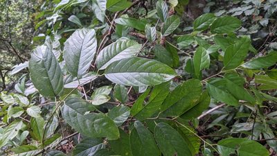 Sageretia randaiensis, photographed by Cheng-Te Hsu