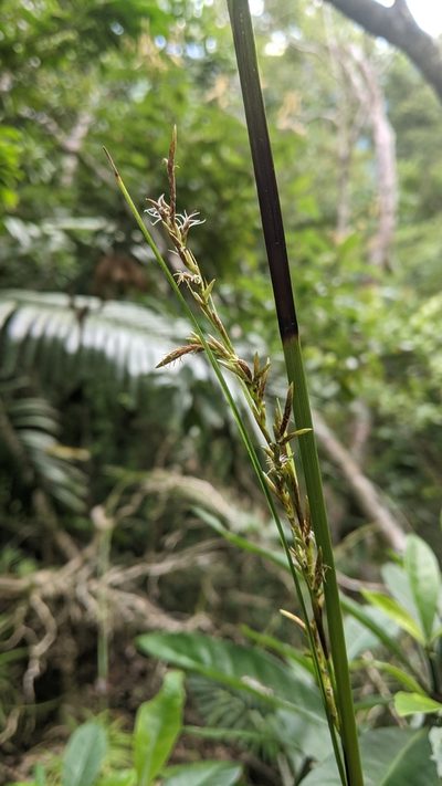 Carex morii, photographed by Cheng-Te Hsu