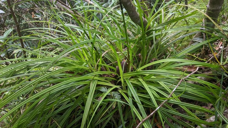Carex morii, photographed by Cheng-Te Hsu