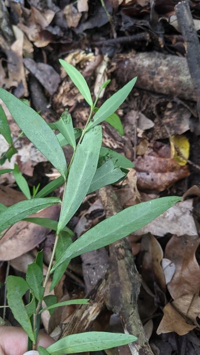 Wikstroemia taiwanensis, photographed by Cheng-Te Hsu