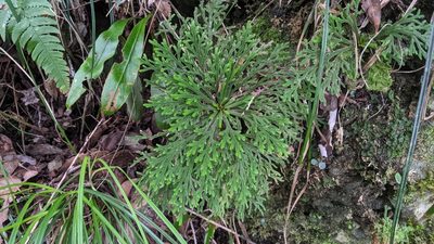 Selaginella tamariscina, photographed by Cheng-Te Hsu