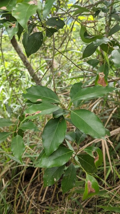 Cinnamomum philippinense, photographed by Cheng-Te Hsu