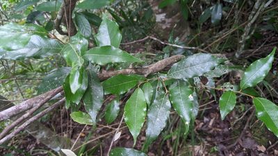 Styrax suberifolius, photographed by Cheng-Te Hsu