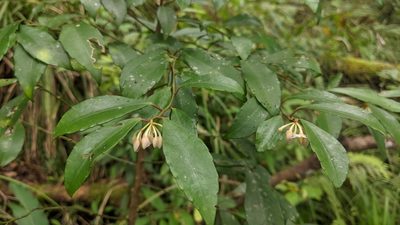 Ardisia cornudentata, photographed by Cheng-Te Hsu