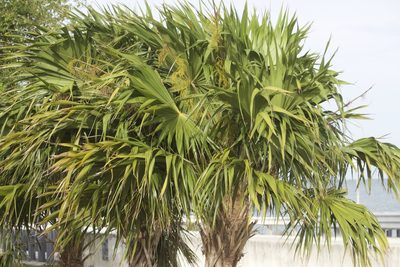 Thrinax radiata, photographed by Diego Blanco