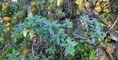 Brachyglottis laxifolia, photographed by Katie Jenkins
