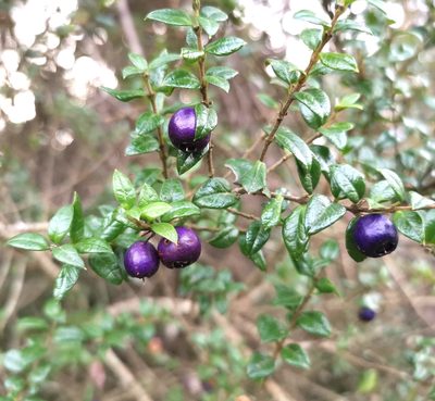Rhaphithamnus spinosus, photographed by Inao Vasquez